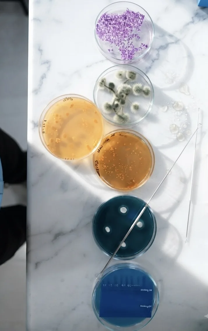 Top-down view of petri dishes with colourful microbial cultures on a marble laboratory bench